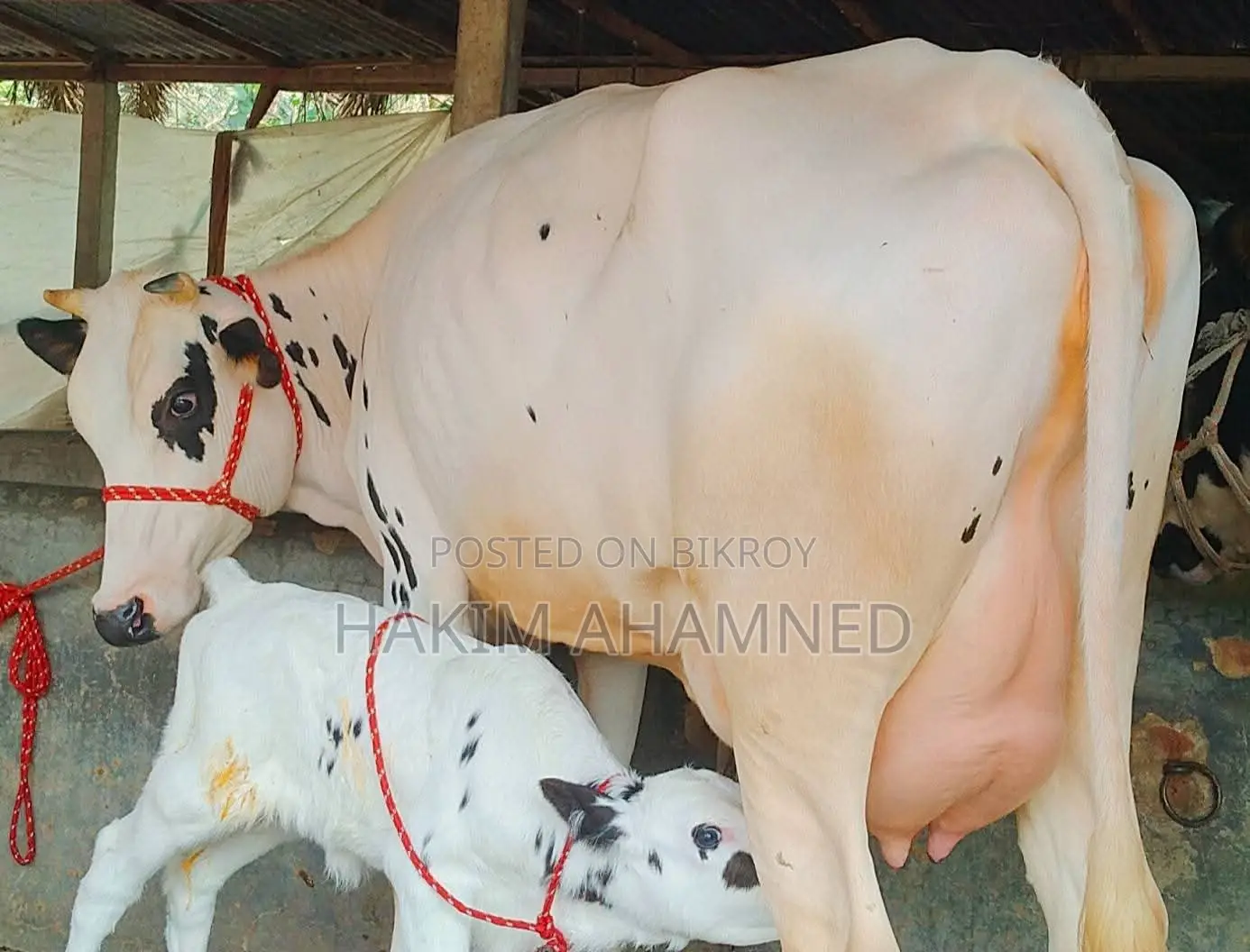 High-Quality Australian Friesian Dairy Cow with Calm Temperament