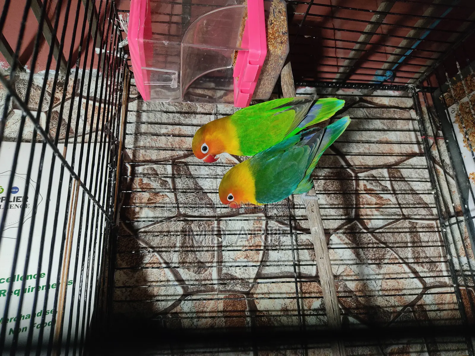 Running Lovebirds