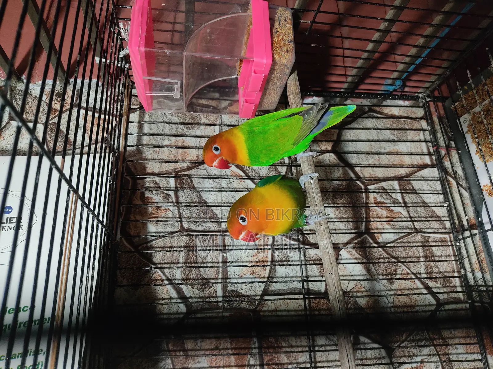 Running Lovebirds