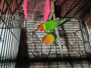 Running Lovebirds