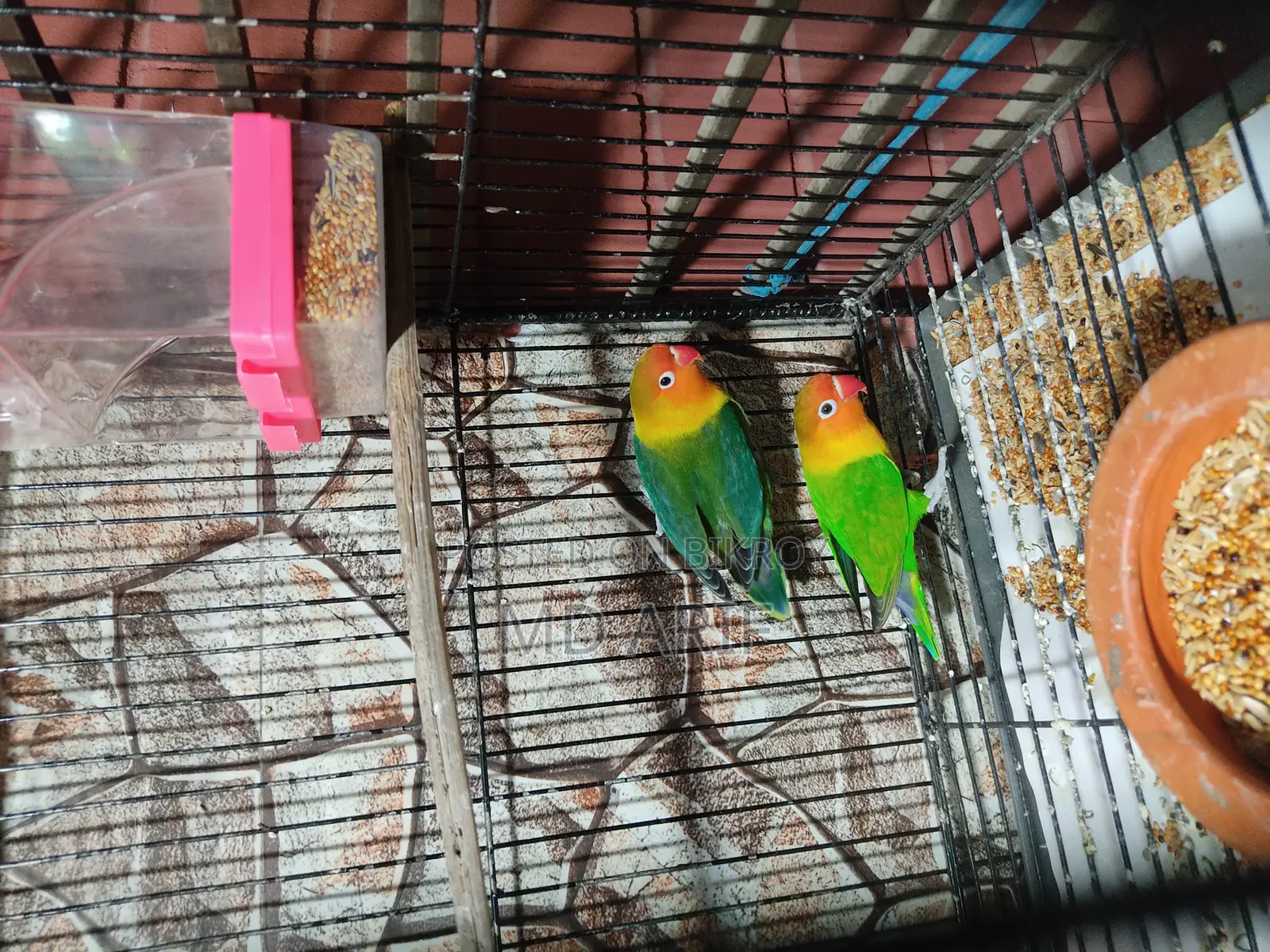 Running Lovebirds