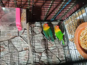 Running Lovebirds