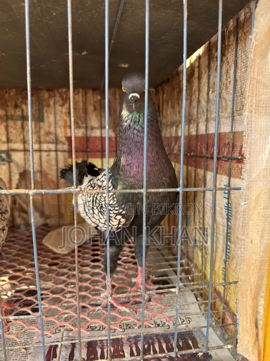 Modern Spangle Pigeon