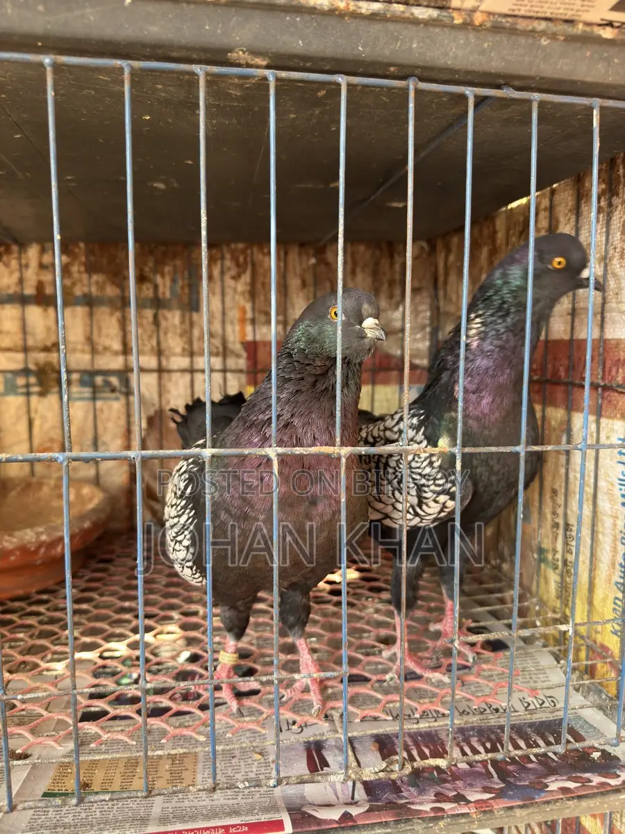 Modern Spangle Pigeon
