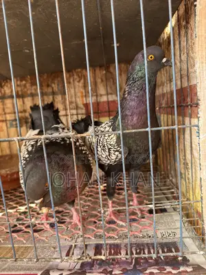 Modern Spangle Pigeon