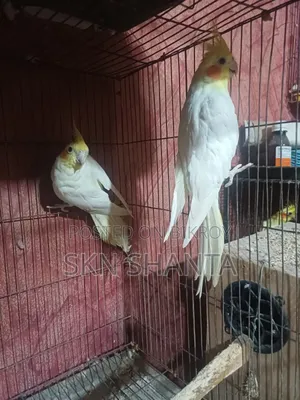 Cockatiel and Budgerigar Pair
