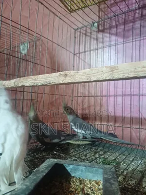 Cockatiel and Budgerigar Pair