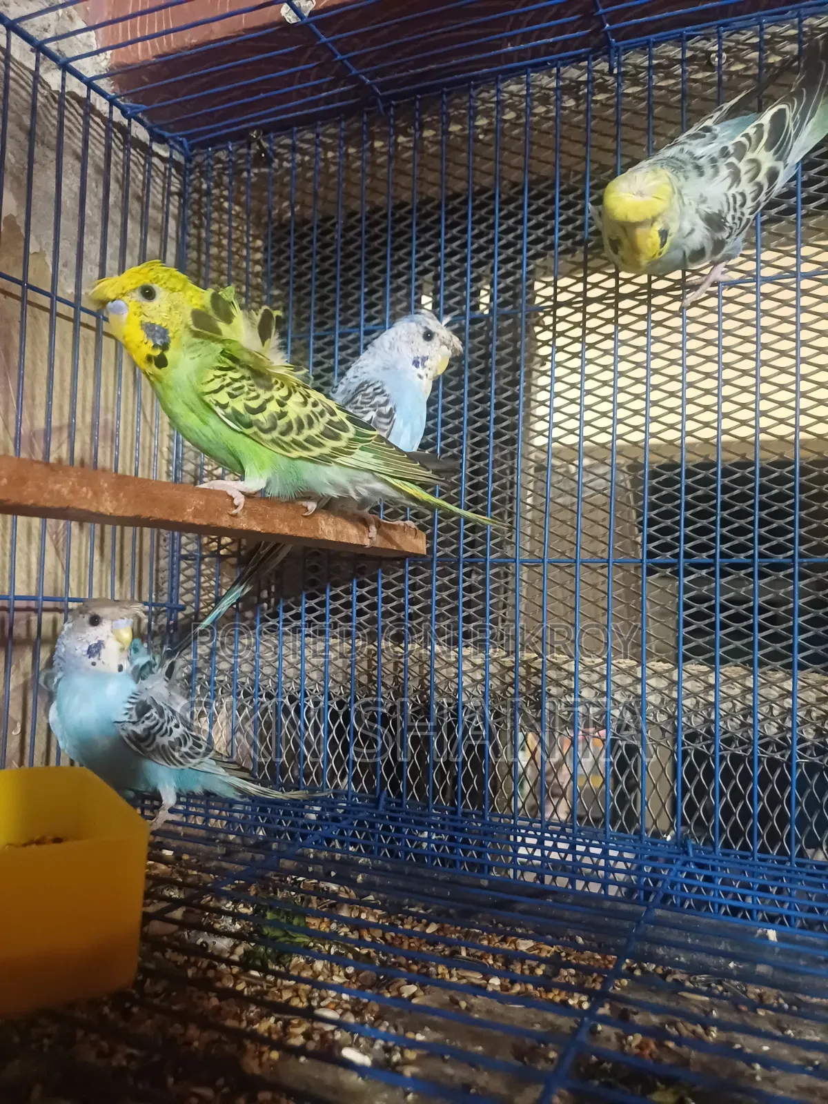 Cockatiel and Budgerigar Pair