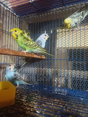 Cockatiel and Budgerigar Pair