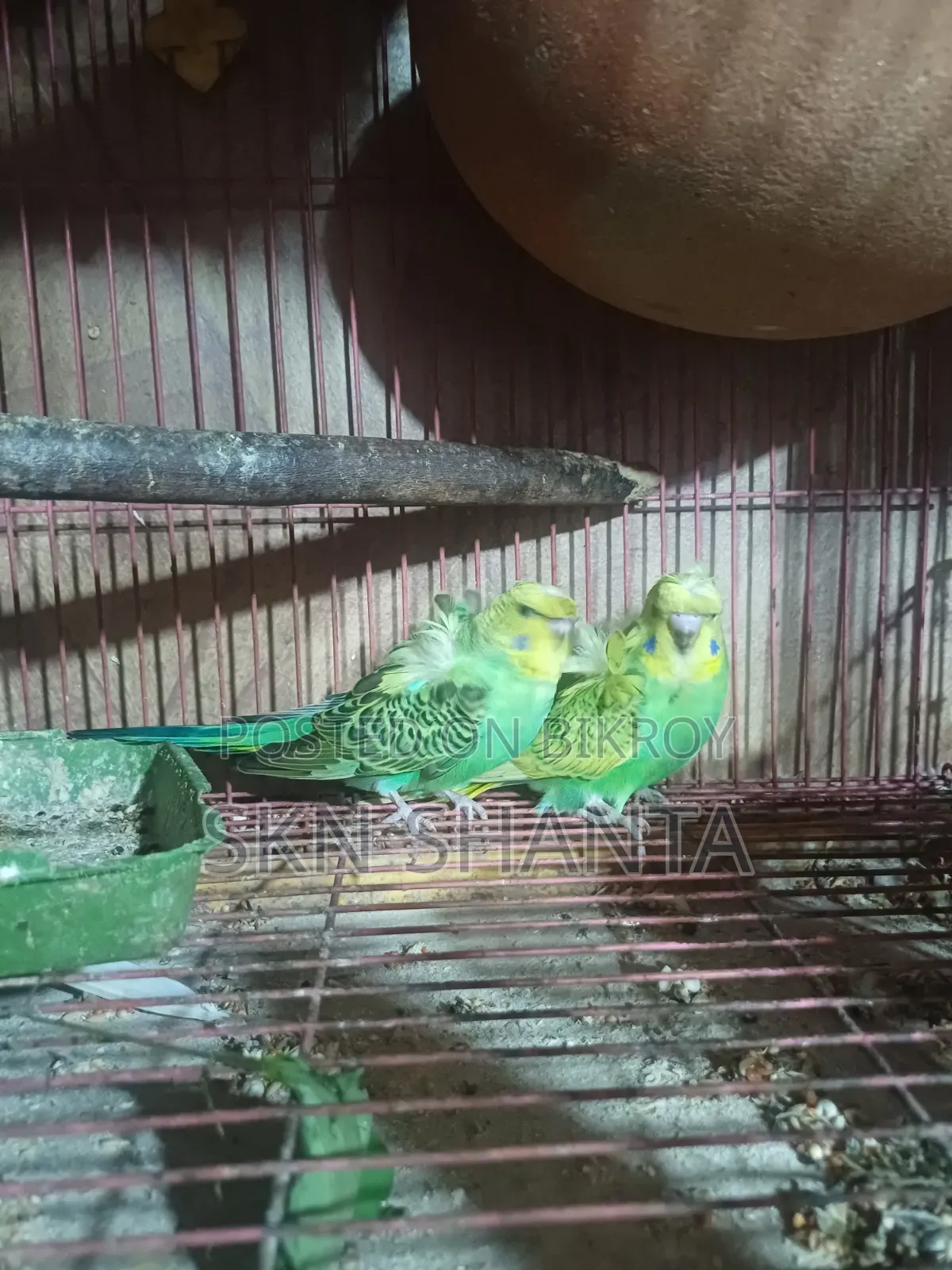 Cockatiel and Budgerigar Pair
