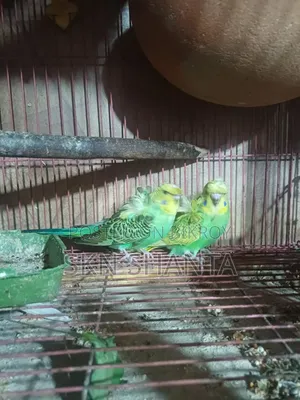 Cockatiel and Budgerigar Pair