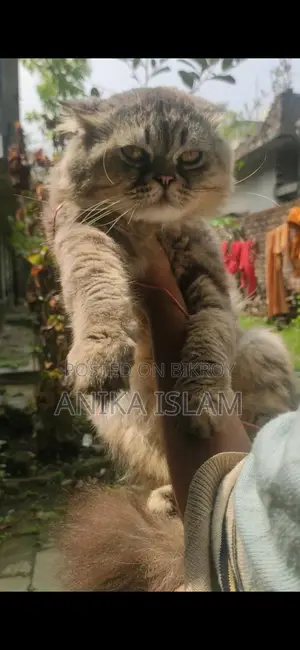 ছেলে বিড়াল বিক্রয়