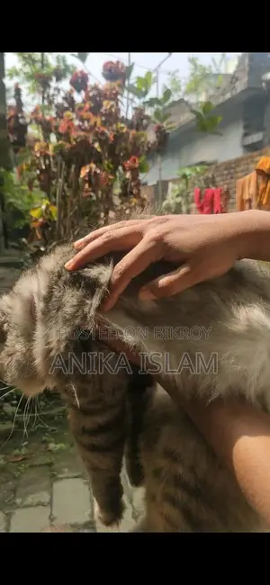 ছেলে বিড়াল বিক্রয়