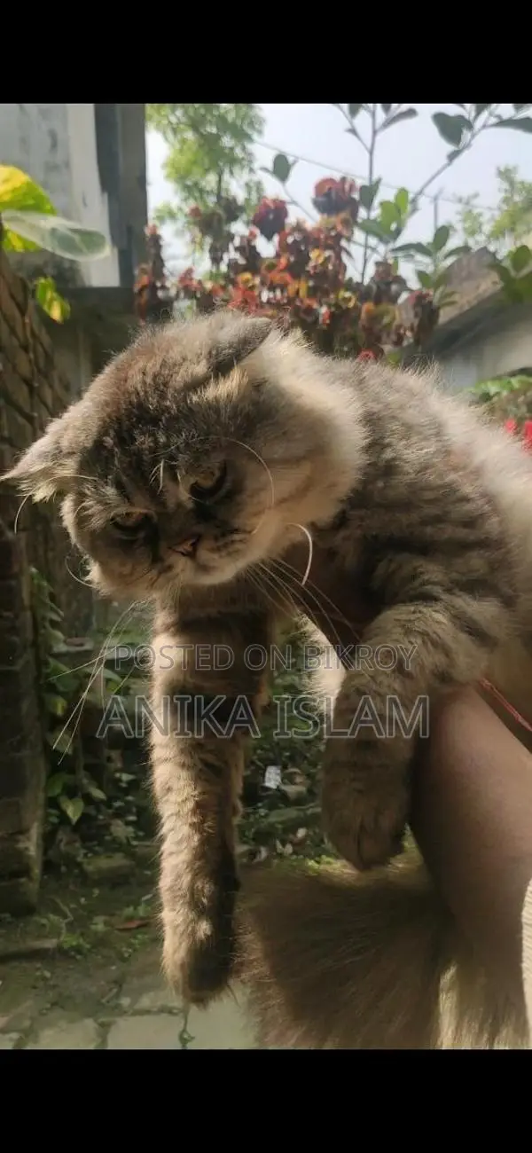 ছেলে বিড়াল বিক্রয়