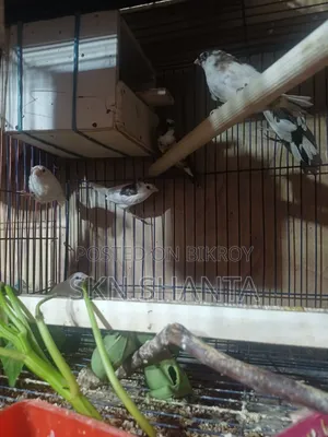 Cockatiel and Budgerigar Pair