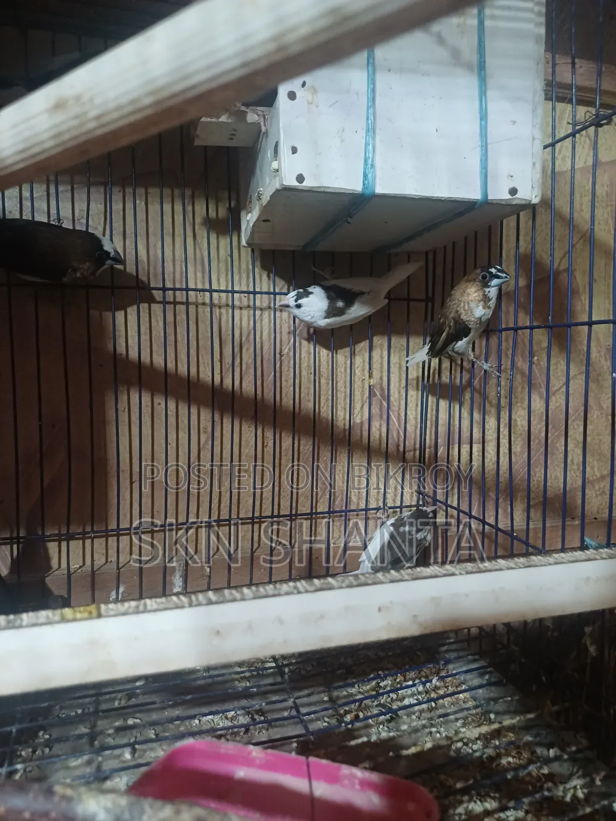 Cockatiel and Budgerigar Pair
