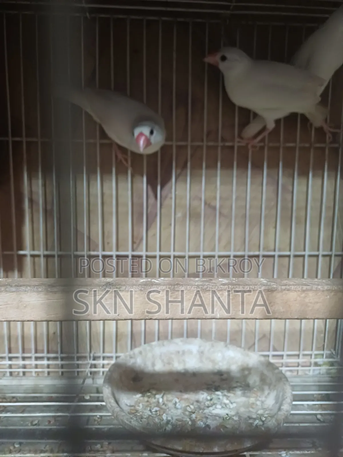 Cockatiel and Budgerigar Pair