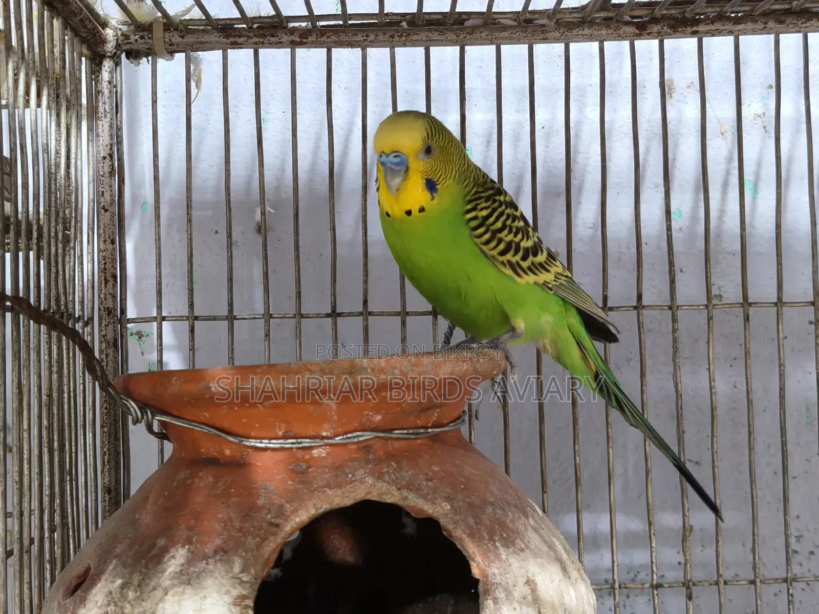 Active Budgerigar Male
