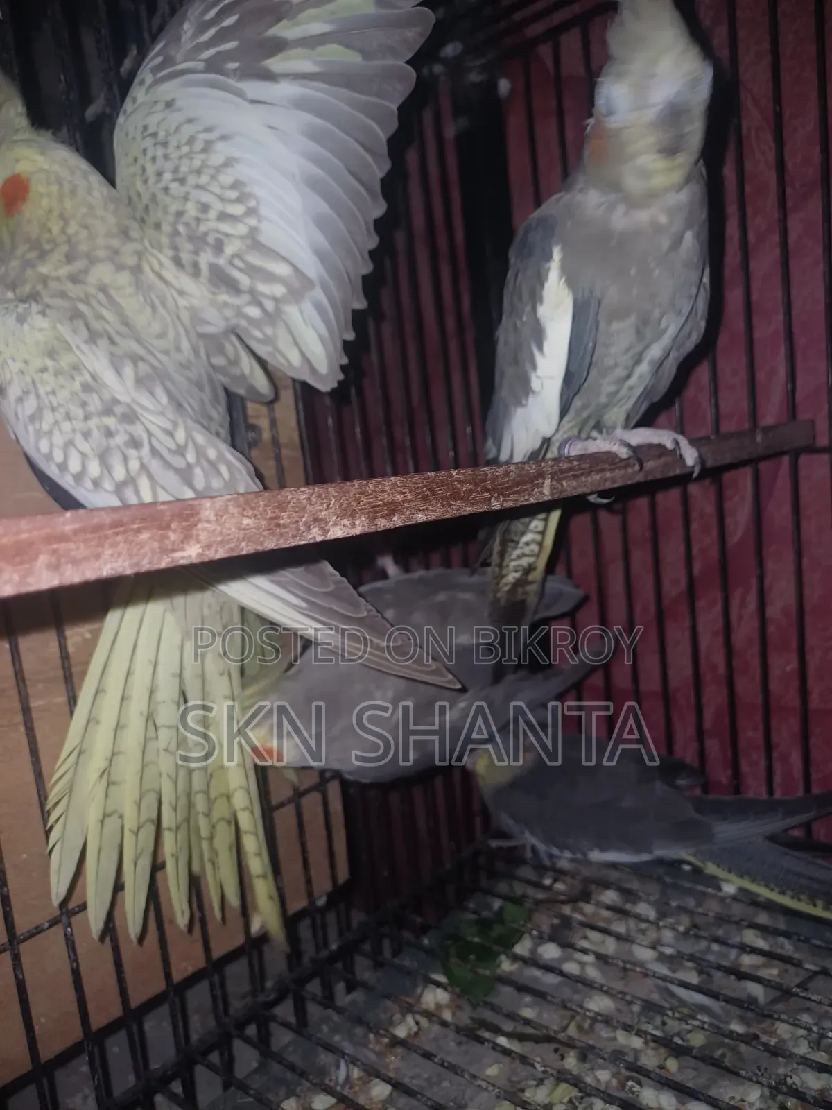 Cockatiel and Budgerigar Pair
