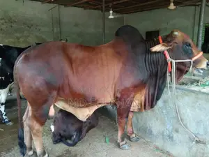 Best Choice for Qurbani – Strong and Healthy Deshi Red Cow