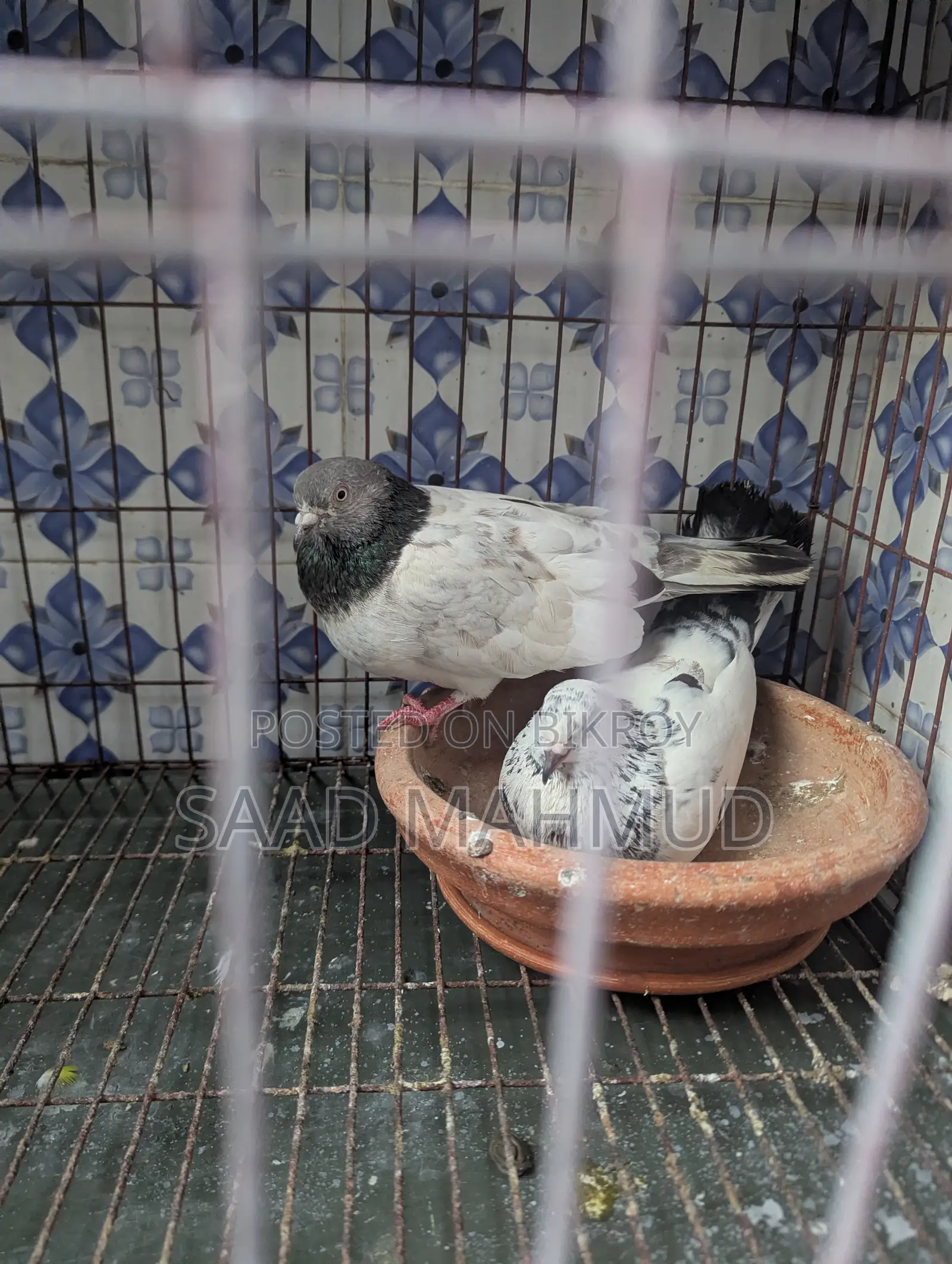 Running Pair of Pigeons
