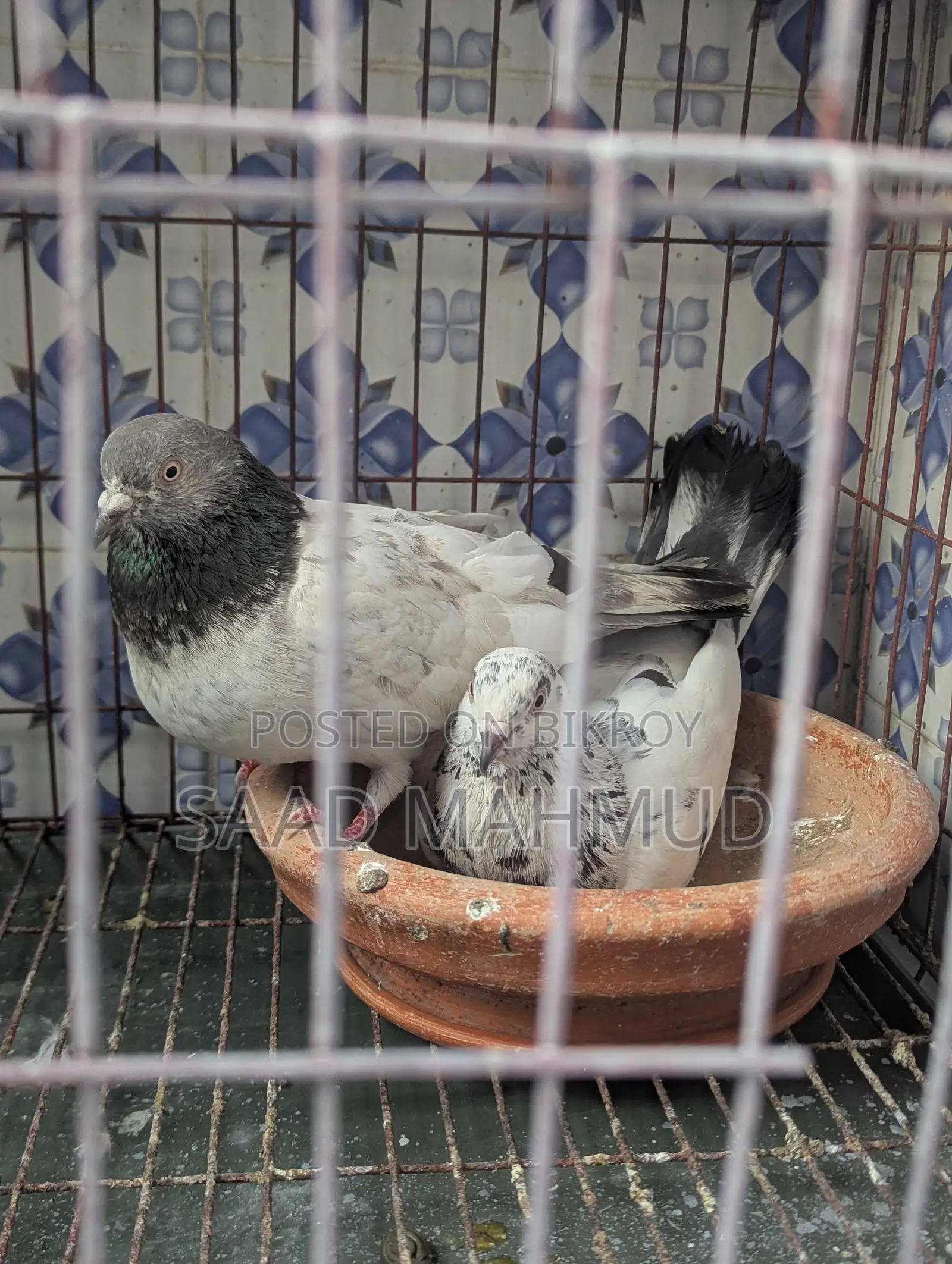Running Pair of Pigeons