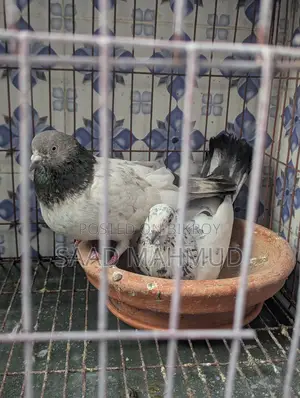 Running Pair of Pigeons