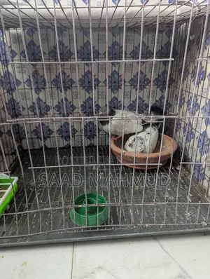 Running Pair of Pigeons