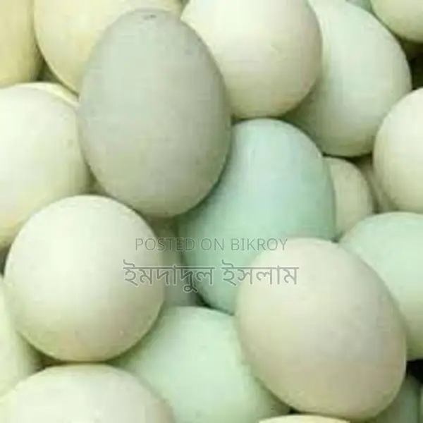 Duck Eggs