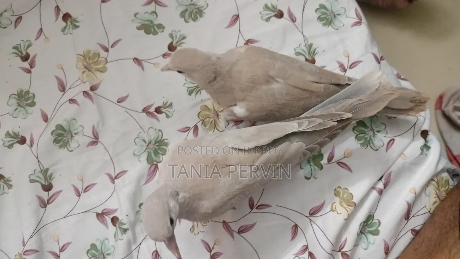 ঘুঘু পাখি