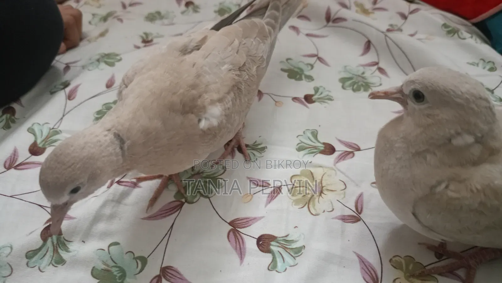 ঘুঘু পাখি