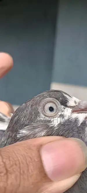 Teddy 88 Female Pigeon