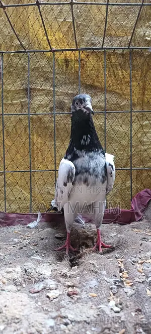 Teddy 88 Female Pigeon