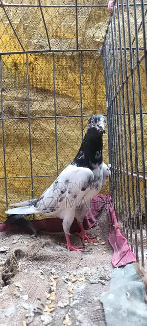 Teddy 88 Female Pigeon