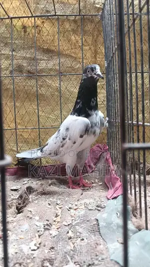 Teddy 88 Female Pigeon