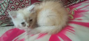 1-3 Months Female Purebred Persian Kitten