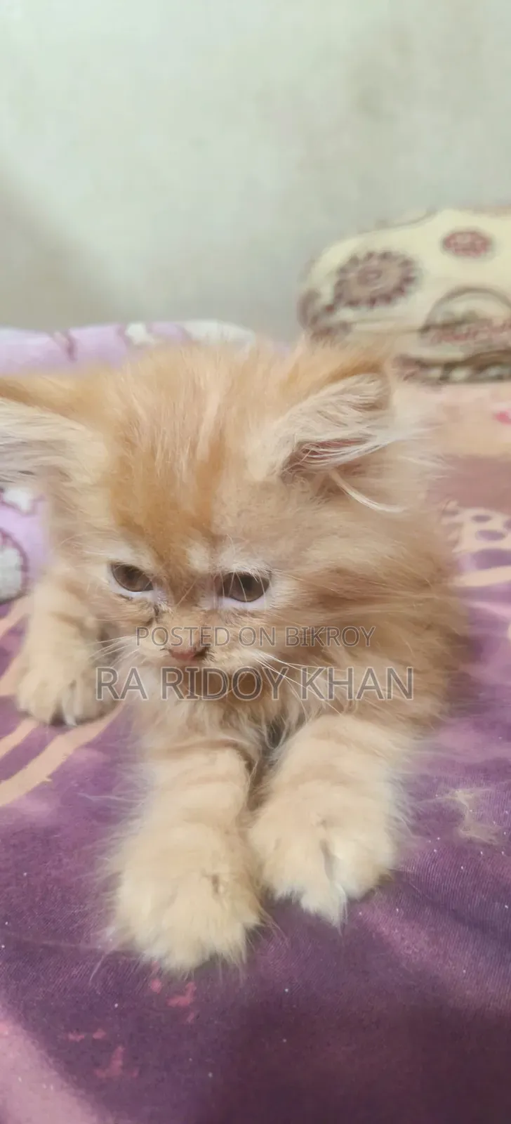 1-3 Months Female Purebred Persian Kitten