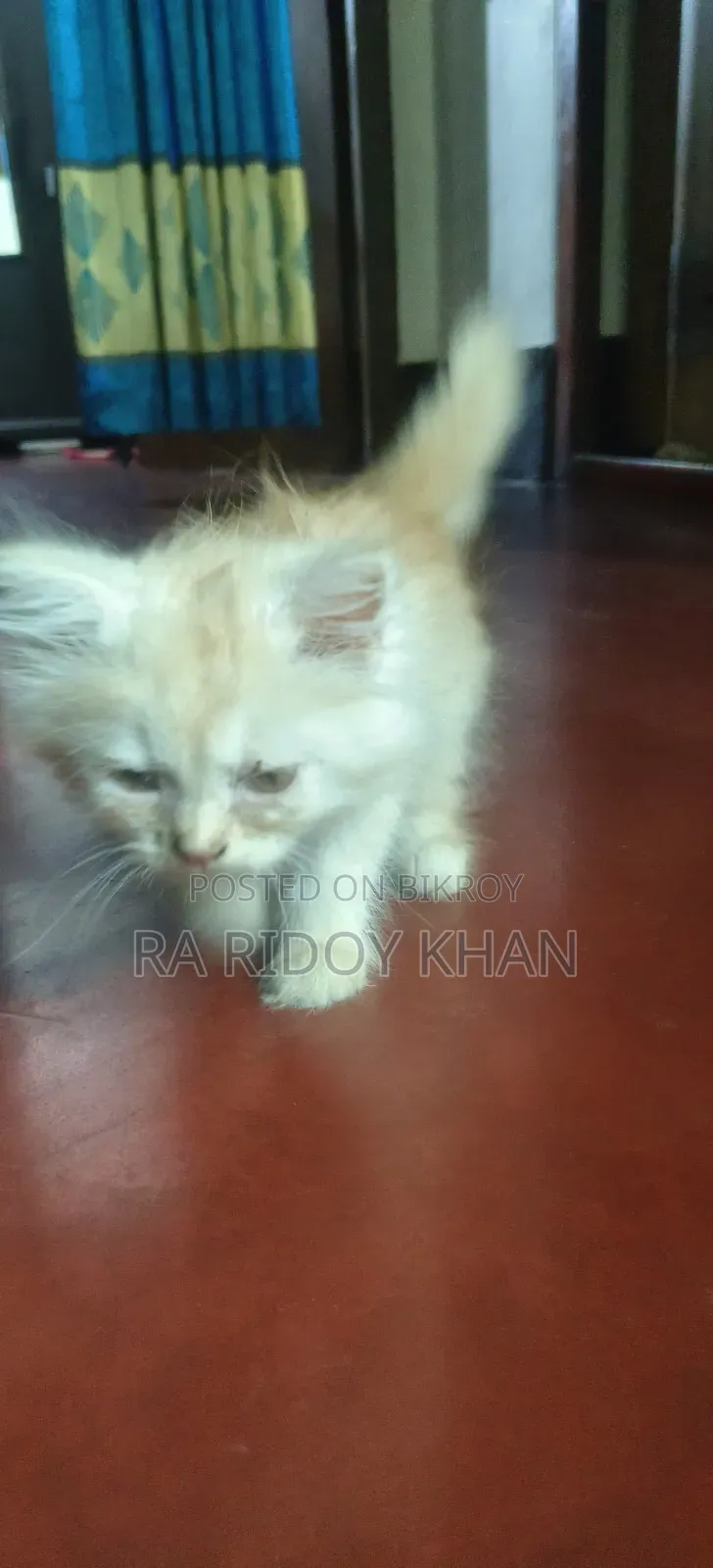1-3 Months Female Purebred Persian Kitten