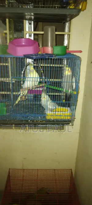 ককাটেল পাখি