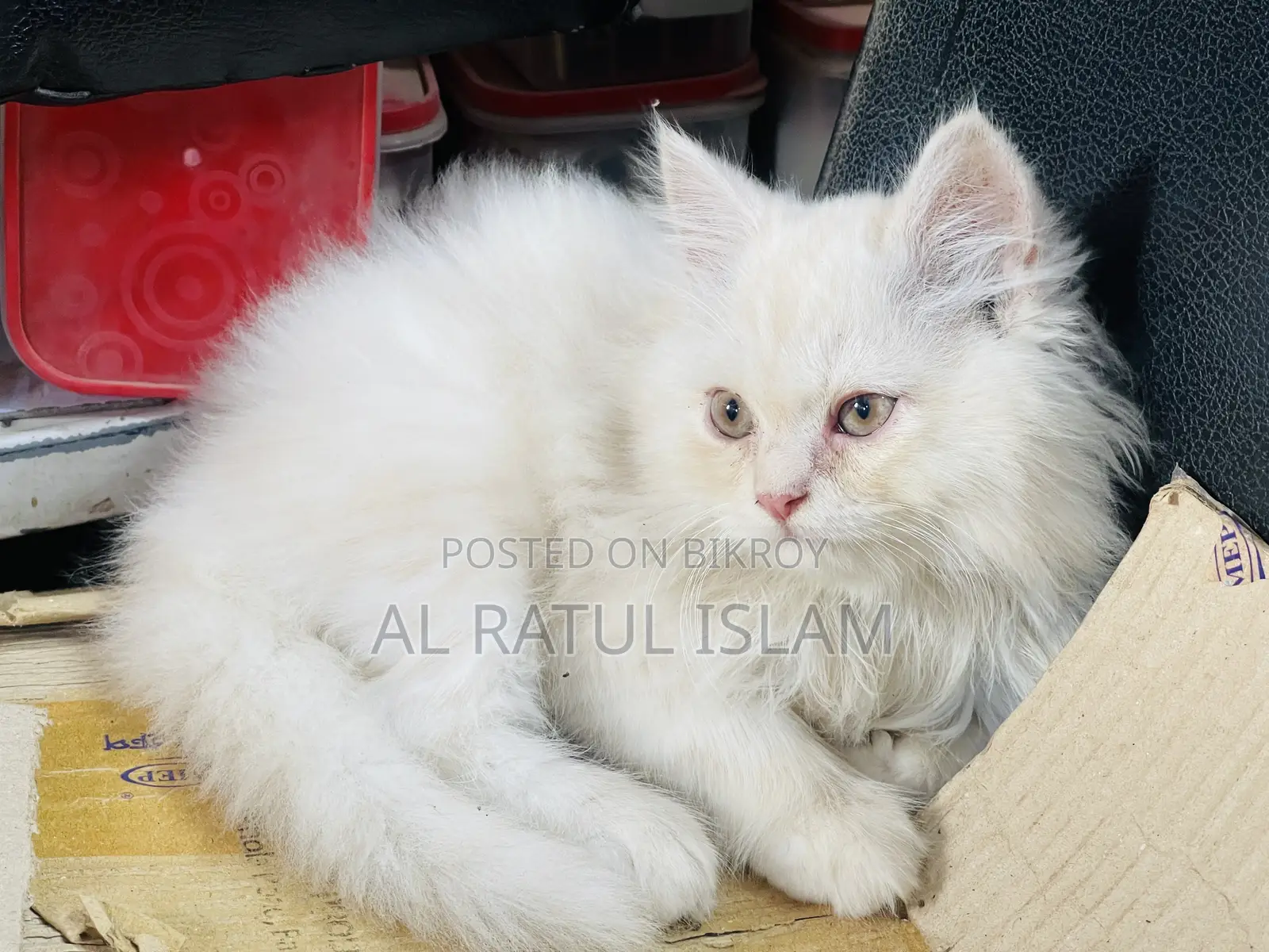 1-3 Months Male Purebred Persian
