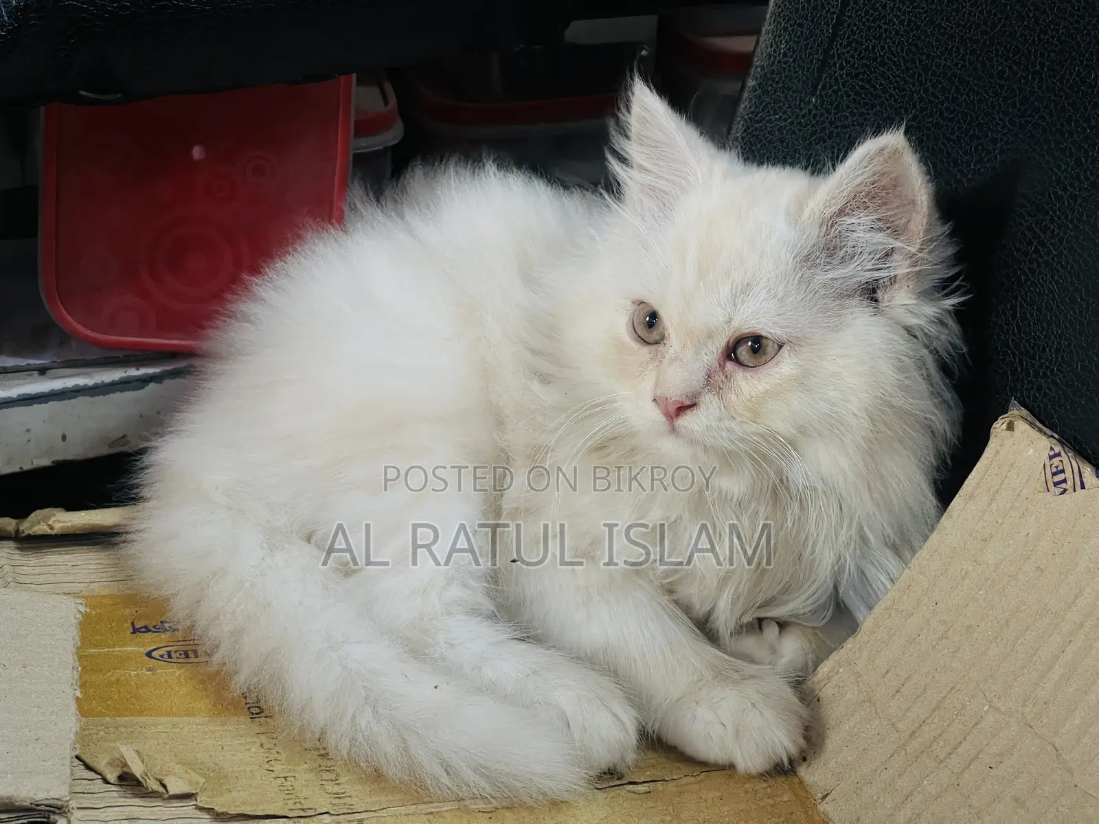 1-3 Months Male Purebred Persian