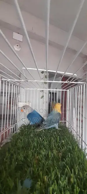Love Bird