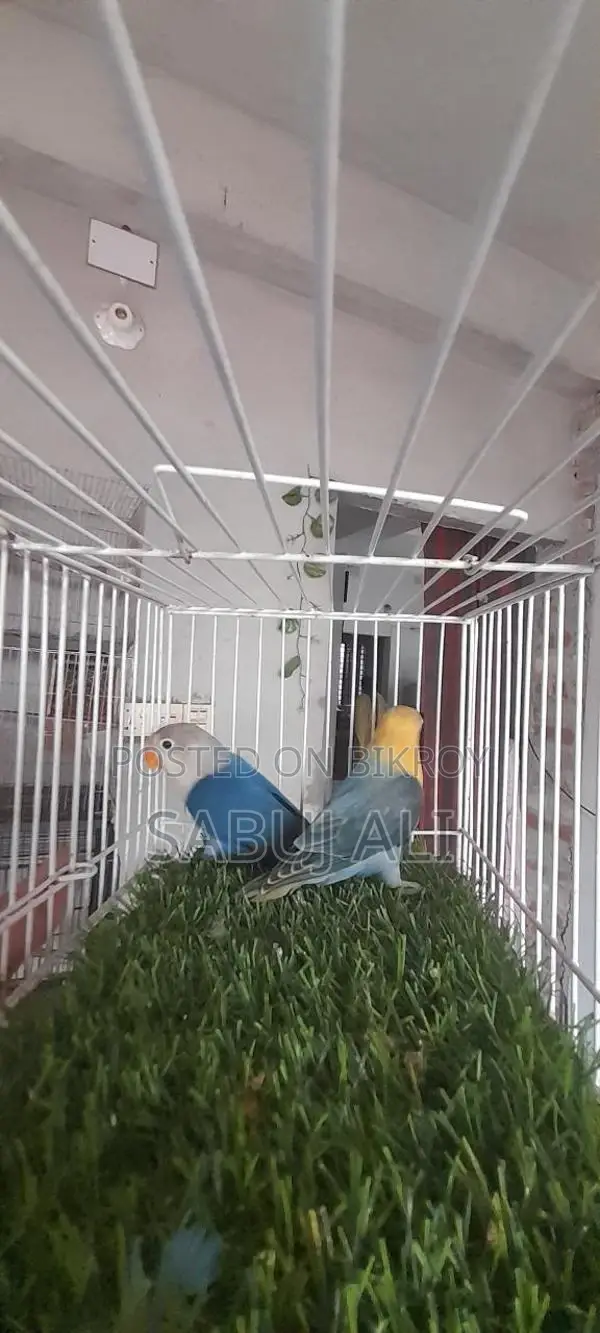 Love Bird