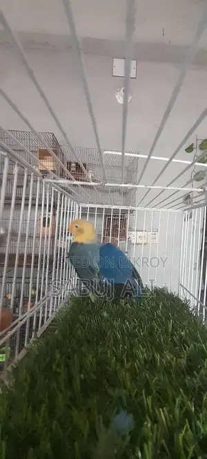 Love Bird