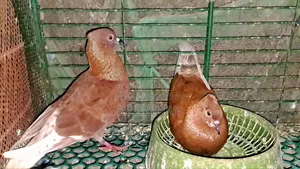 কবুতর হাতবদল করা হবে।