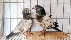 কবুতর হাতবদল করা হবে।