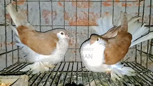 কবুতর হাতবদল করা হবে।