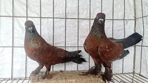কবুতর হাতবদল করা হবে।