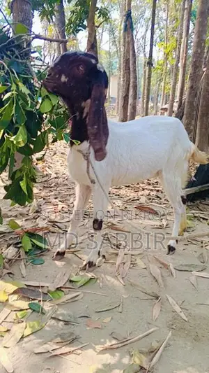Totapuri Goat