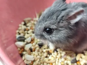 Russian Dwarf Hamster Pair 5 Weeks